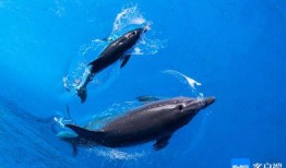 新闻爆料海鱼视频播放时间,播放时长背后的秘密